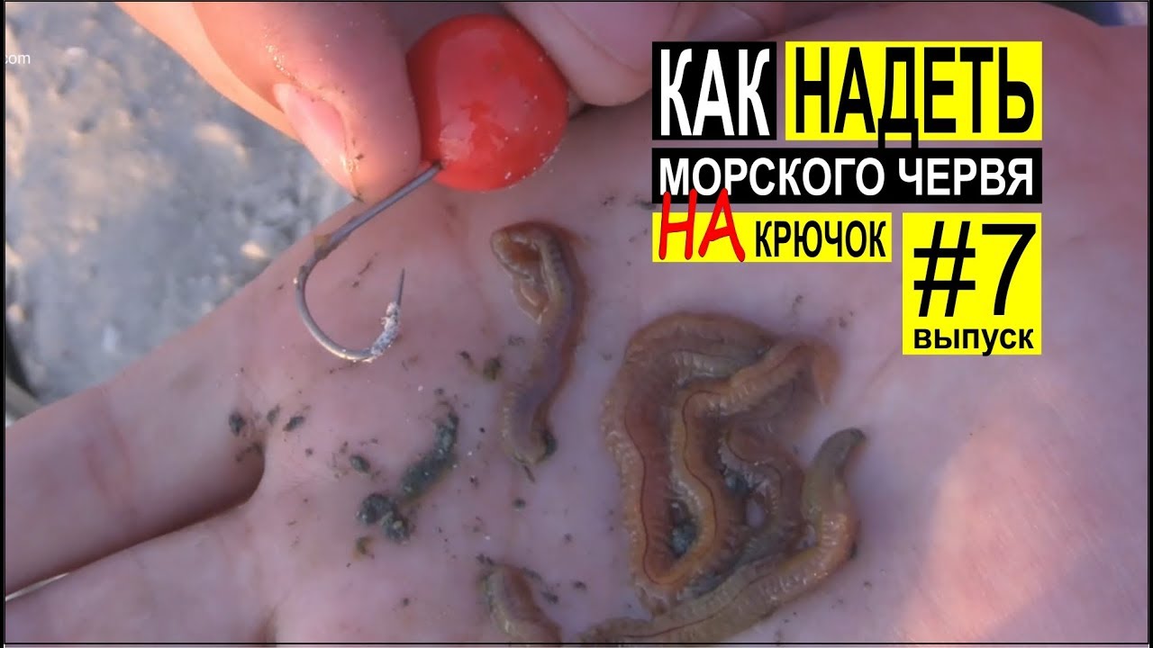 Как одевать морского червя на крючок для ловли пеленгаса. Выпуск #7