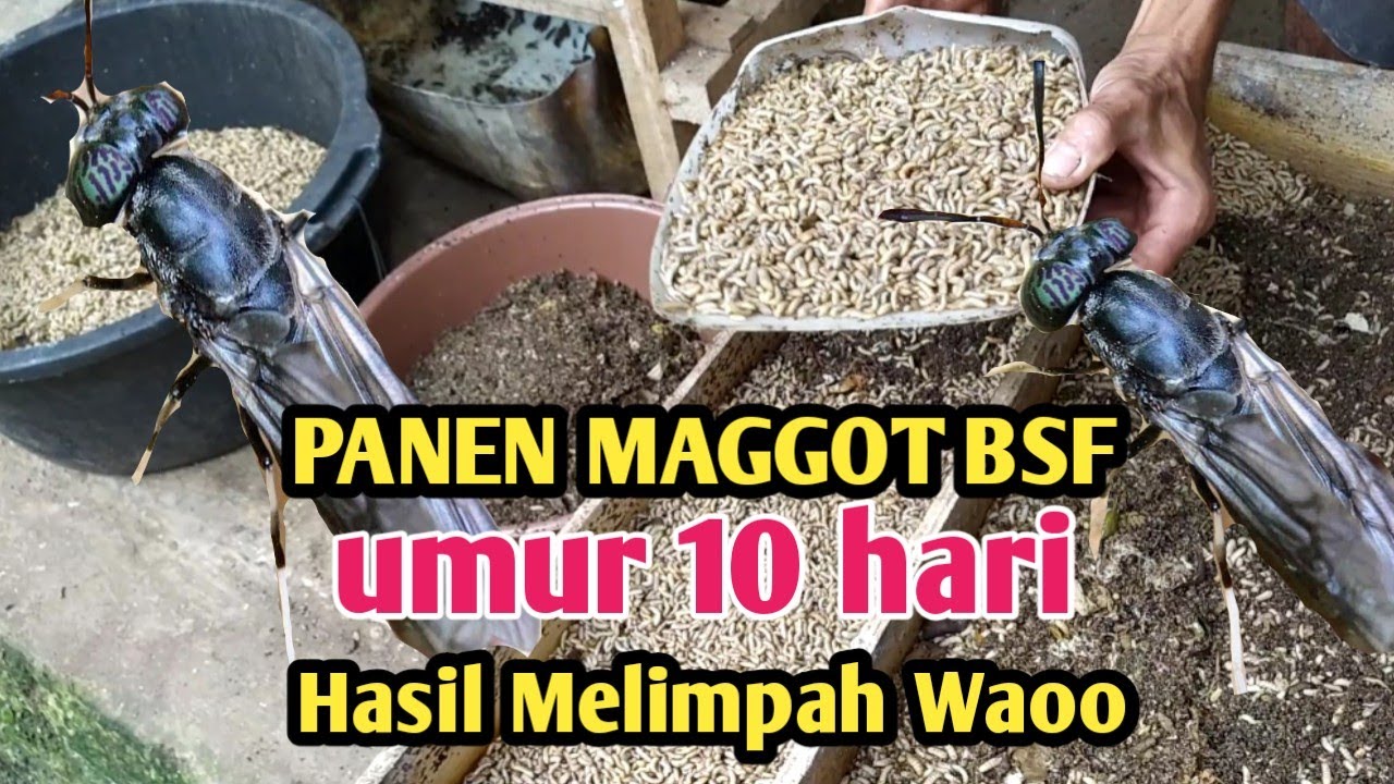 PANEN MAGGOT UMUR 10 HARI SUDAH BESAR HASILNYA MELIMPAH