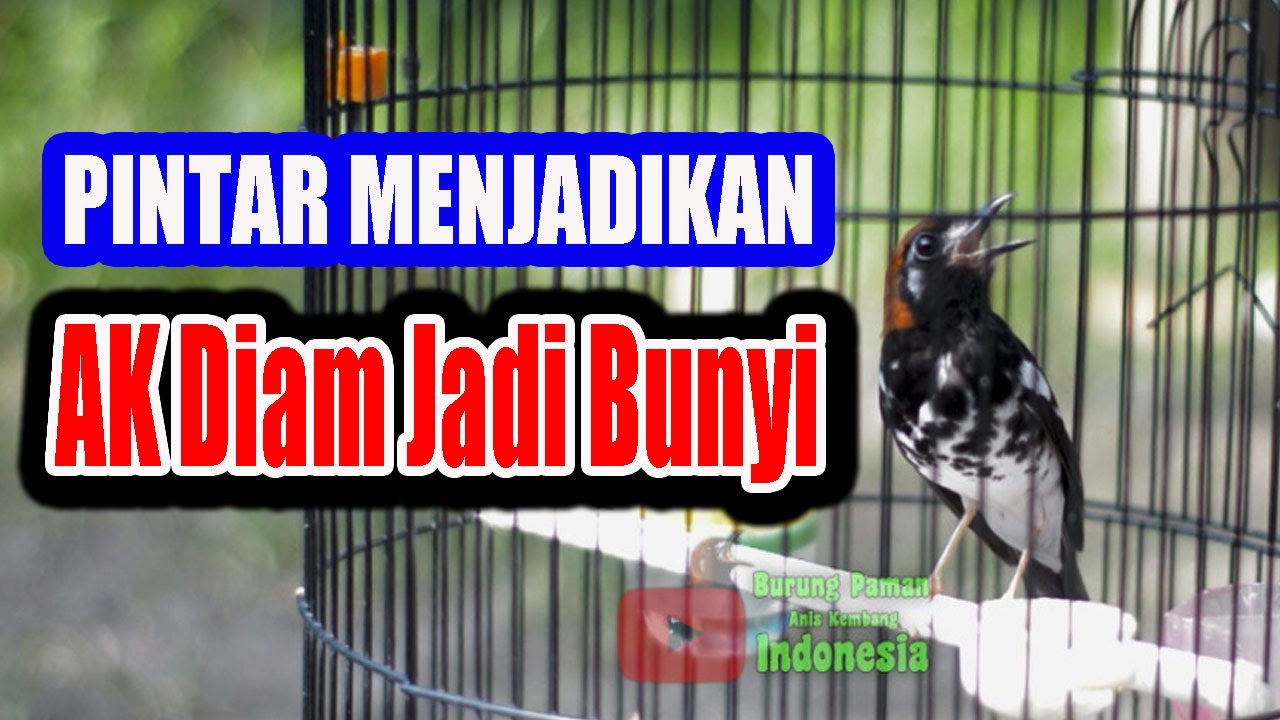 ANIS KEMBANG  BAGUS UNTUK MEMICU BUNYI ANIS KEMBANG RUMAHAN AGAR SELALU GACOR  #aniskembang