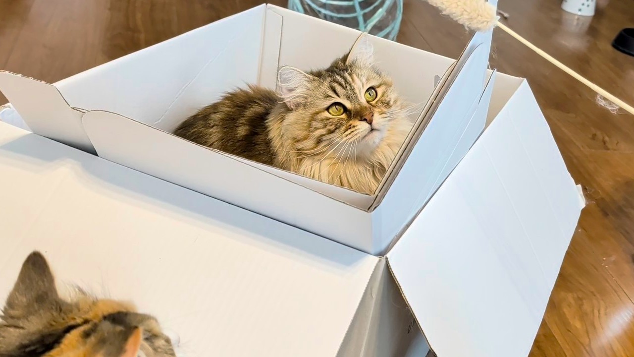 段ボールの中で猫たちが大はしゃぎでした