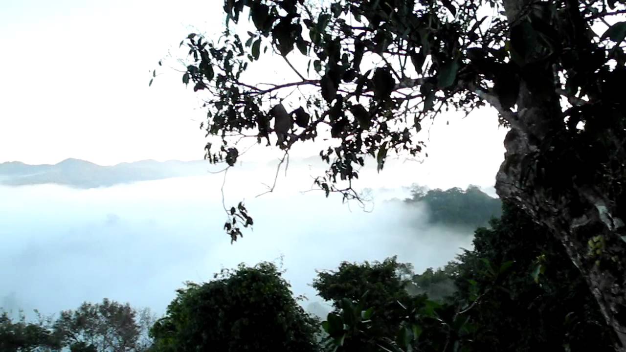 gibbons singing in the morning - laos