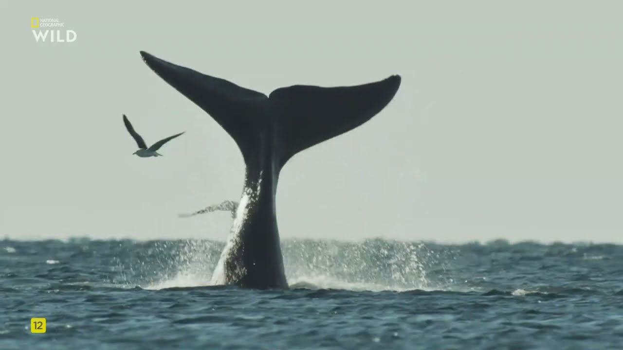 Дикая Аргентина: экстремальная земля, 1Часть. Опасные воды.National Geographic Wild HD онлайн.