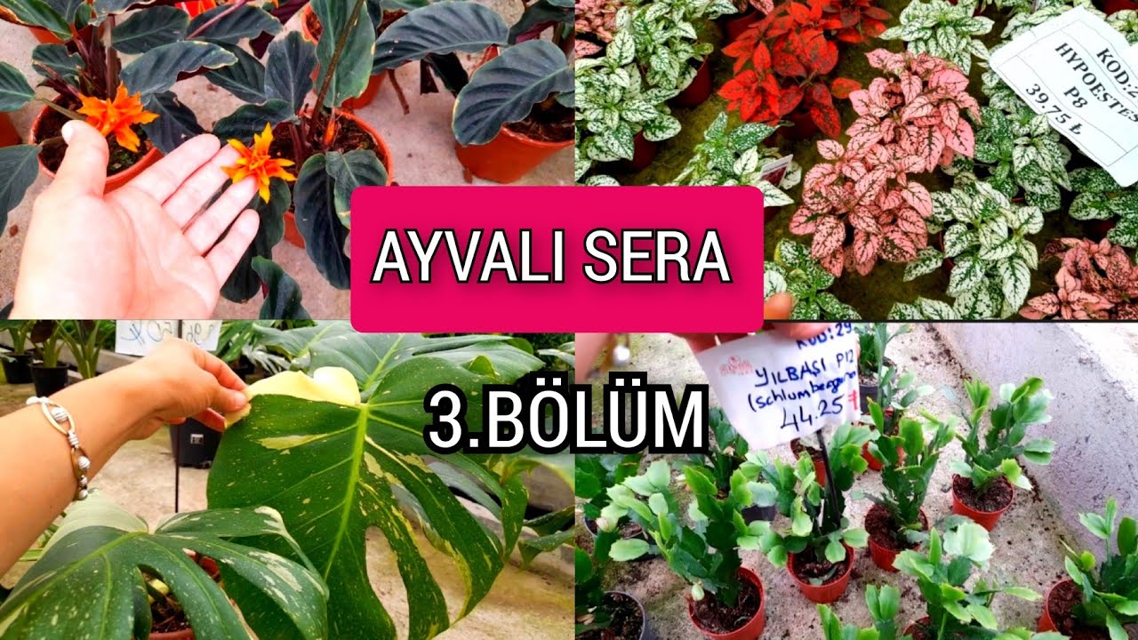 🌼DEV AYVALI SERA BÖLÜM 3🌼Çok Çeşitli İthal ve Yerli Çiçekler ve Fiyatları#seragezisi#çiçekfiyatları