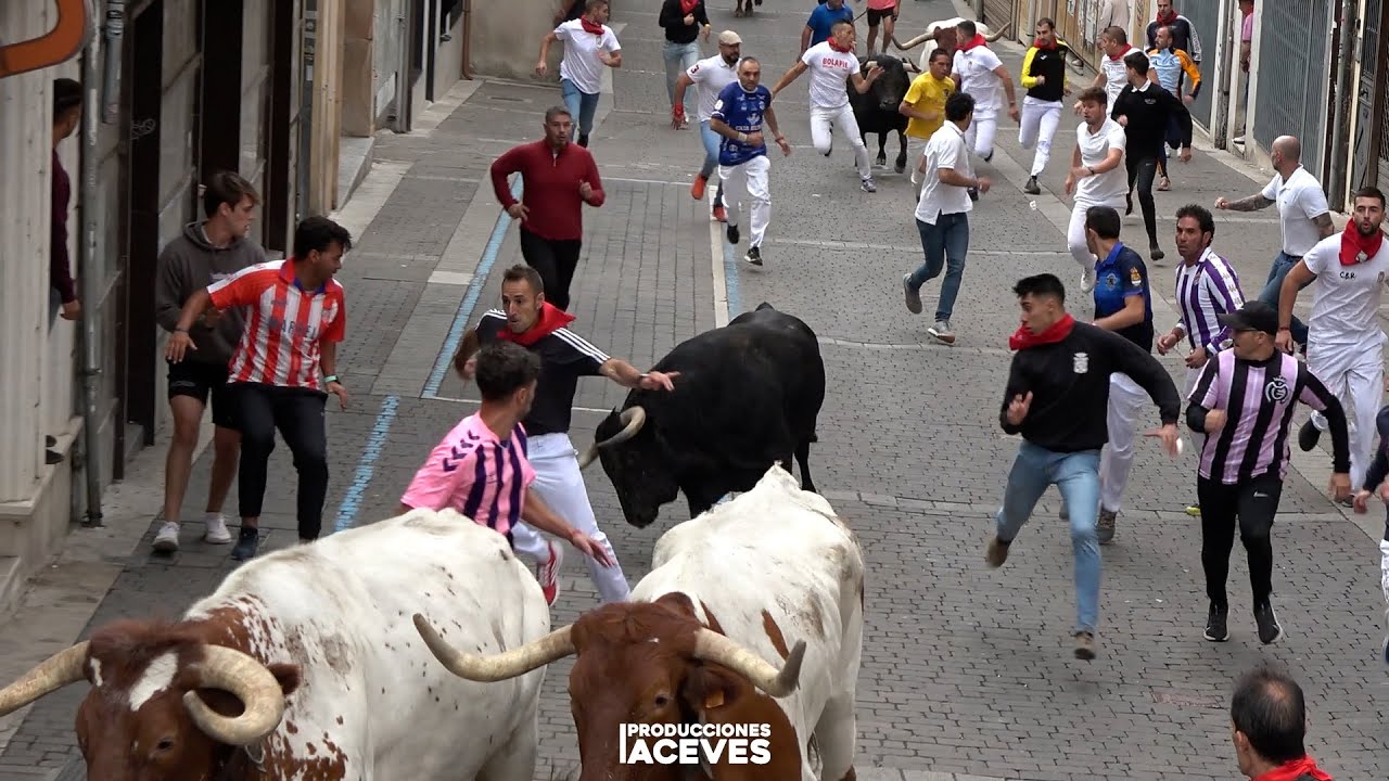 Toros en Cuéllar 2025