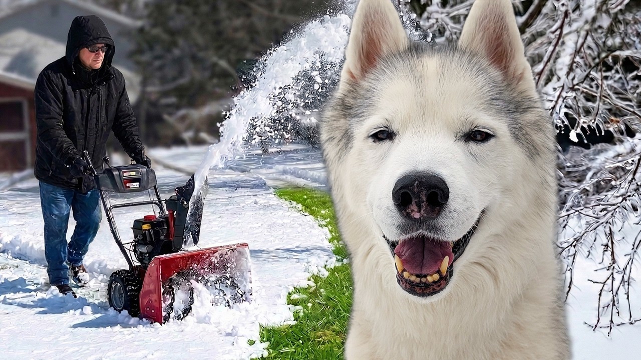 Carving a Path Through The ICE!  Helping Our Senior Husky