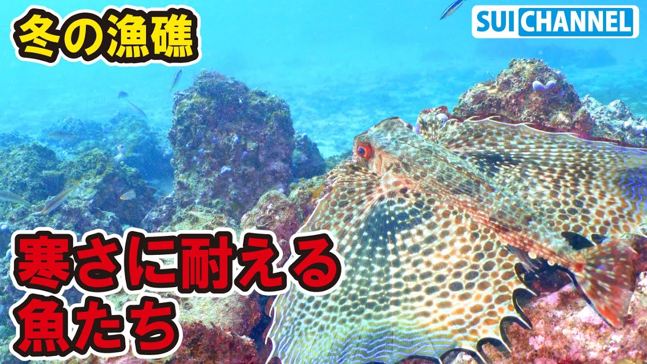 魚も寒い？漁礁で冬ごもりする魚たち。子タコ用の新たな仕掛けも投入！
