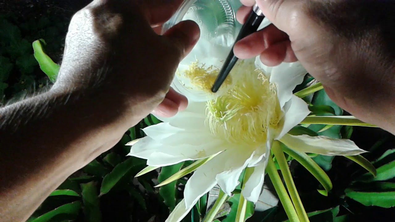 How to hand pollinate the dragon fruit flower