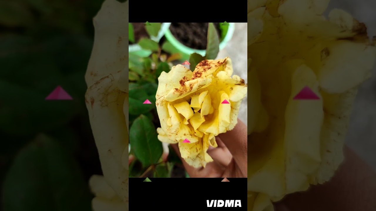 DIFFERENT ROSES DIY|| easy gardening diy || small garden at home 