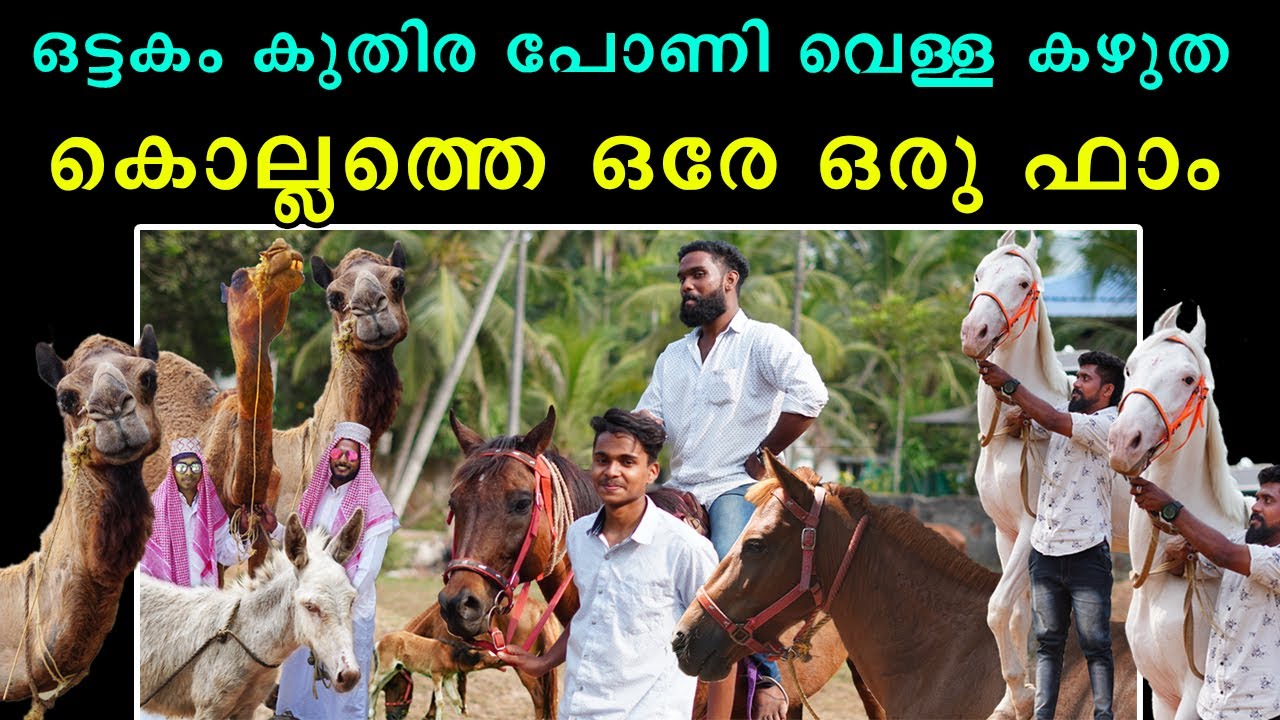 ഒട്ടകം,  കുതിര, പോണി,  വെള്ള കഴുത കൊല്ലത്തെ ഒരേ ഒരു ഫാം / Special camel farm at kollam