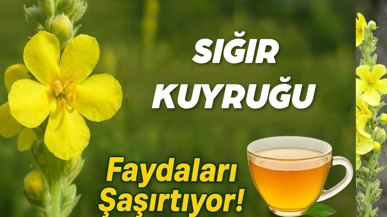 🌼 SIĞIR KUYRUĞU: DOĞANIN GİZLİ ŞİFASI #VerbascumThapsus #KurtKulağı #keşfet