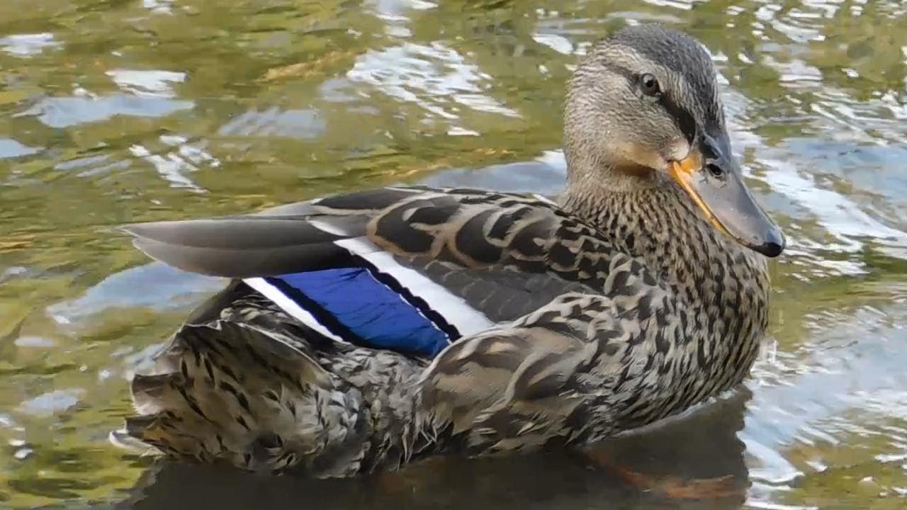 Mallard Ducklings (59 days old) beeing active further and further apart (from each other and Mama)