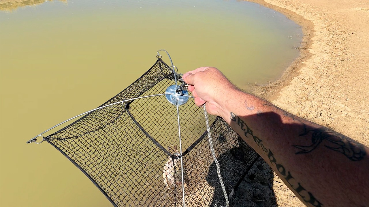 Ultimate Yabby Recon With Semi Dried Heads