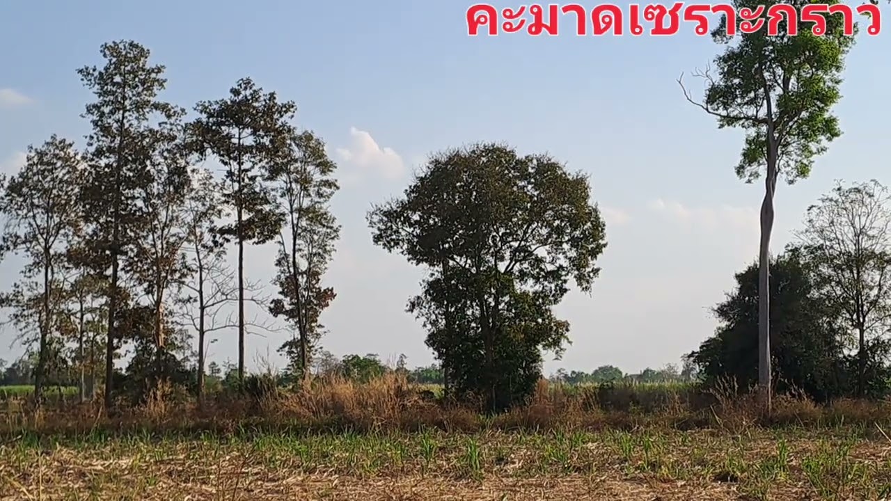 ต้นไม้อยู่แบบธรรมชาติ 12/2/69