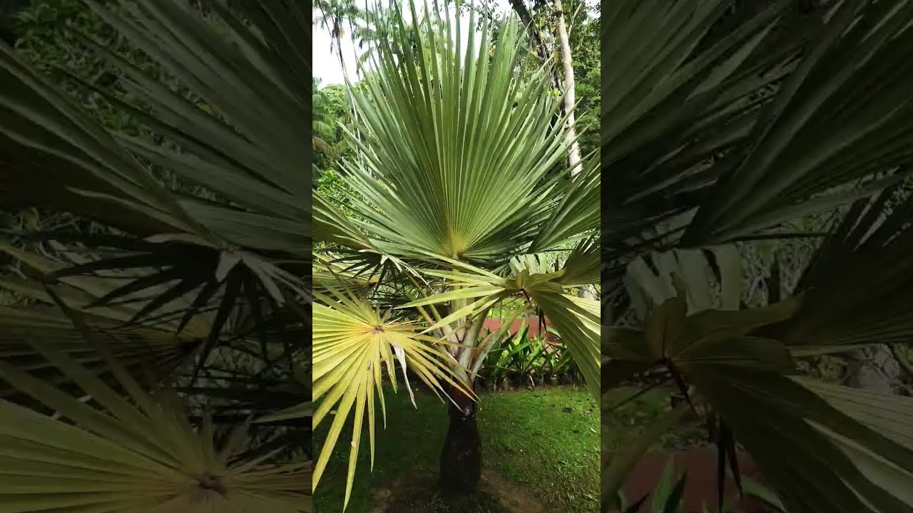 PALM KING SUGAR TREE BIG LEAVES