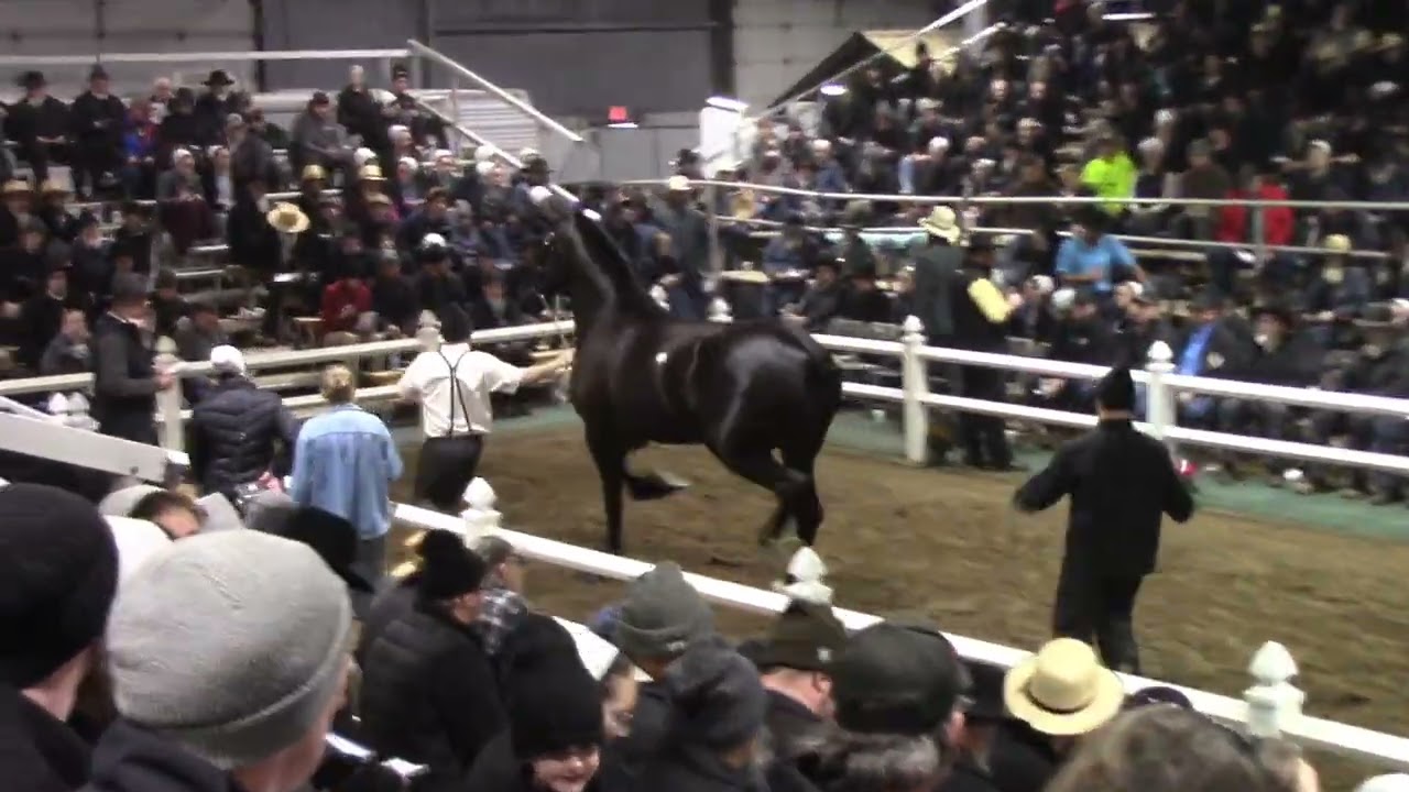 Percheron mare Highlights 2026 Mid America Sale