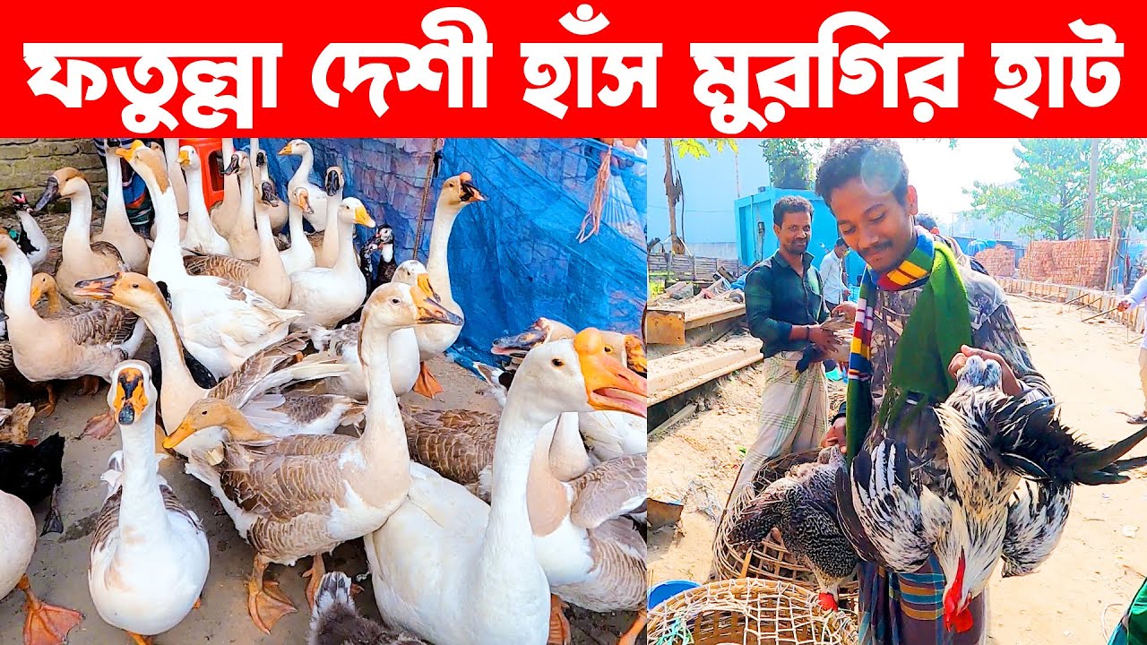 ফতুল্লা দেশী হাঁস মুরগির হাট || Deshi Has Murgir Hat || Village Market In Bangladesh || Live Village