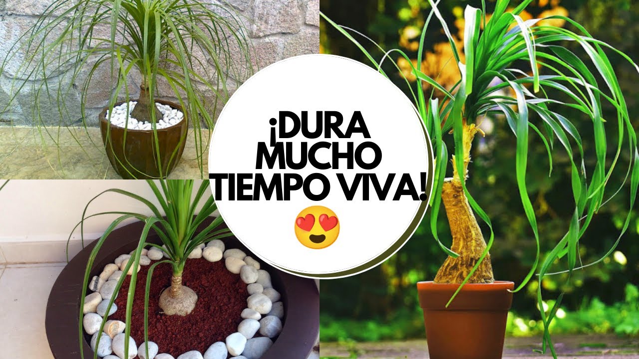Pata de elefante planta cuidados / ¡Plantas de poca agua y mucho sol!