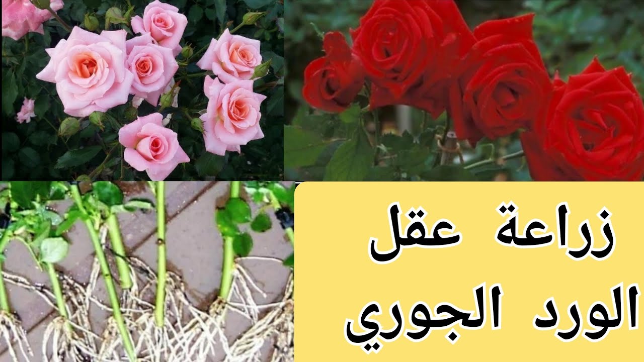 طريقة زراعة عقل الورد الجوري