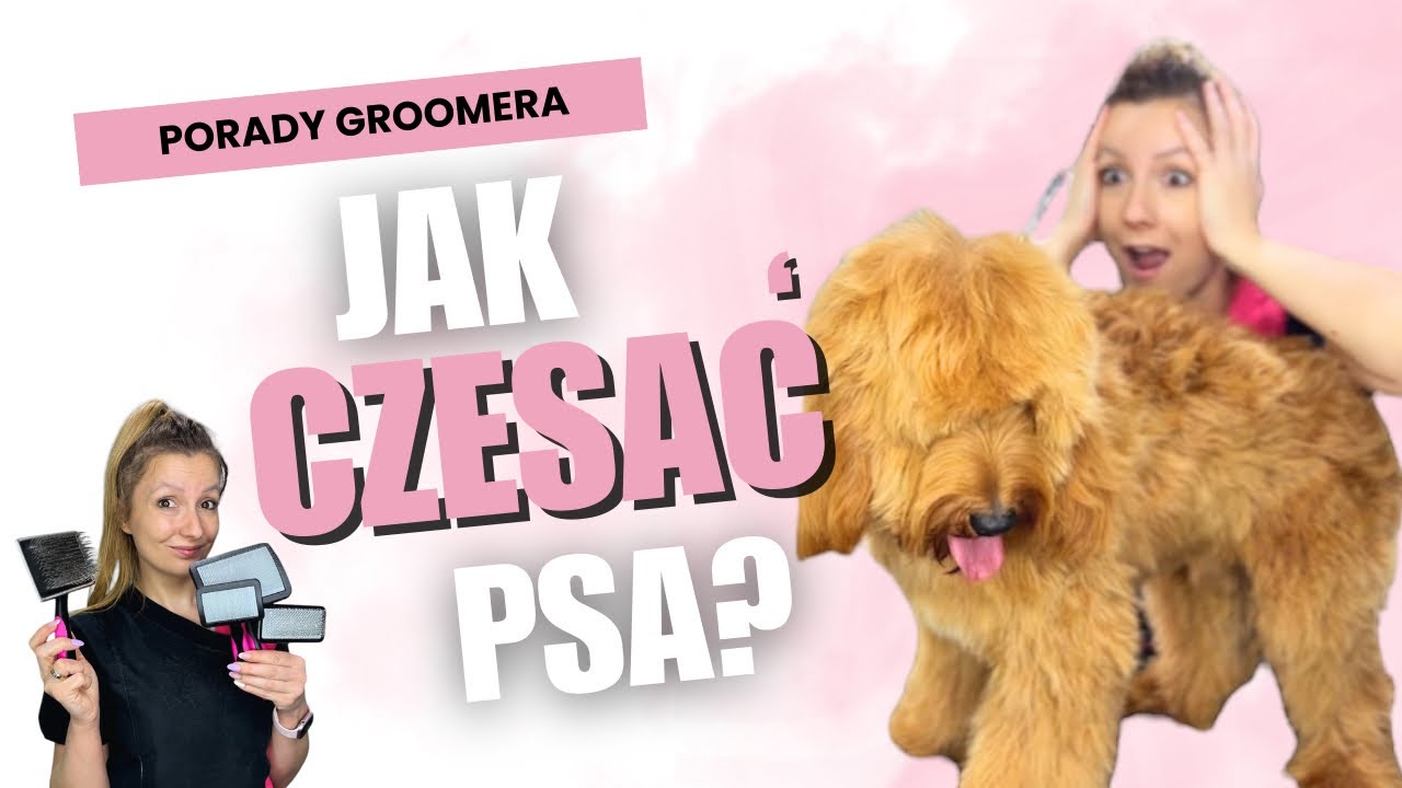 JAK CZESAĆ PSA?🐶 Psy z długą sierścią🐶