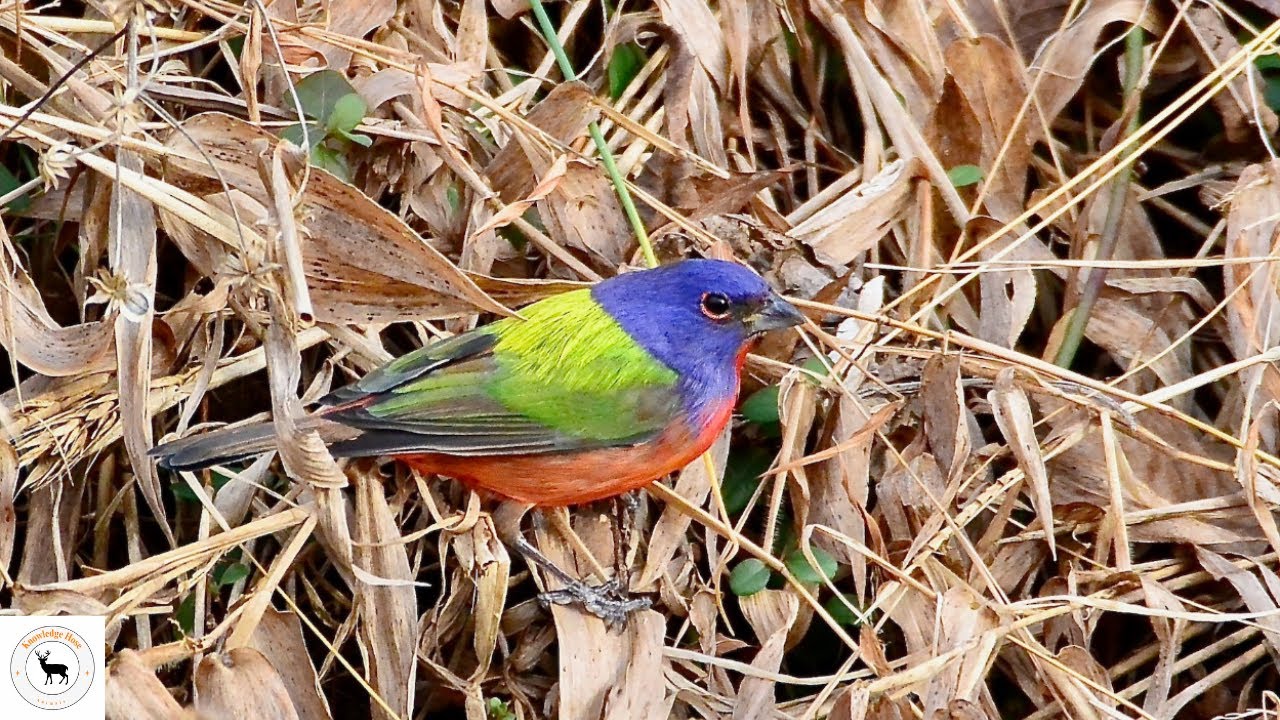 The Colorful World of Painted Buntings - One Of Nature's Masterpiece