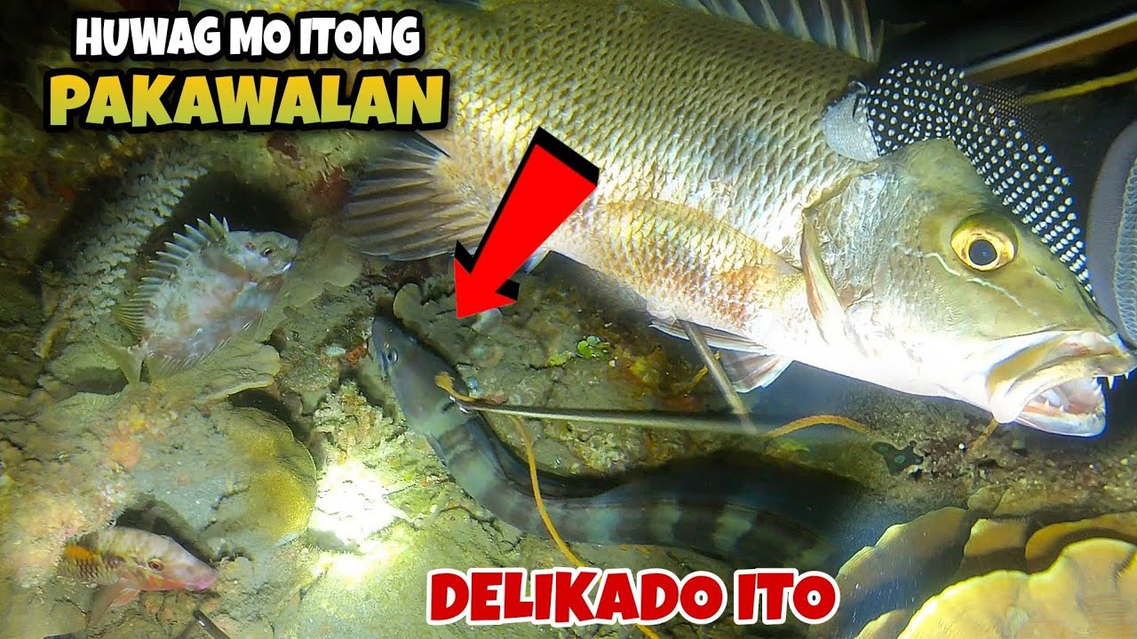 NIGHT SPEARFISHING PHILIPPINES FISH HUNTING AT NIGHT