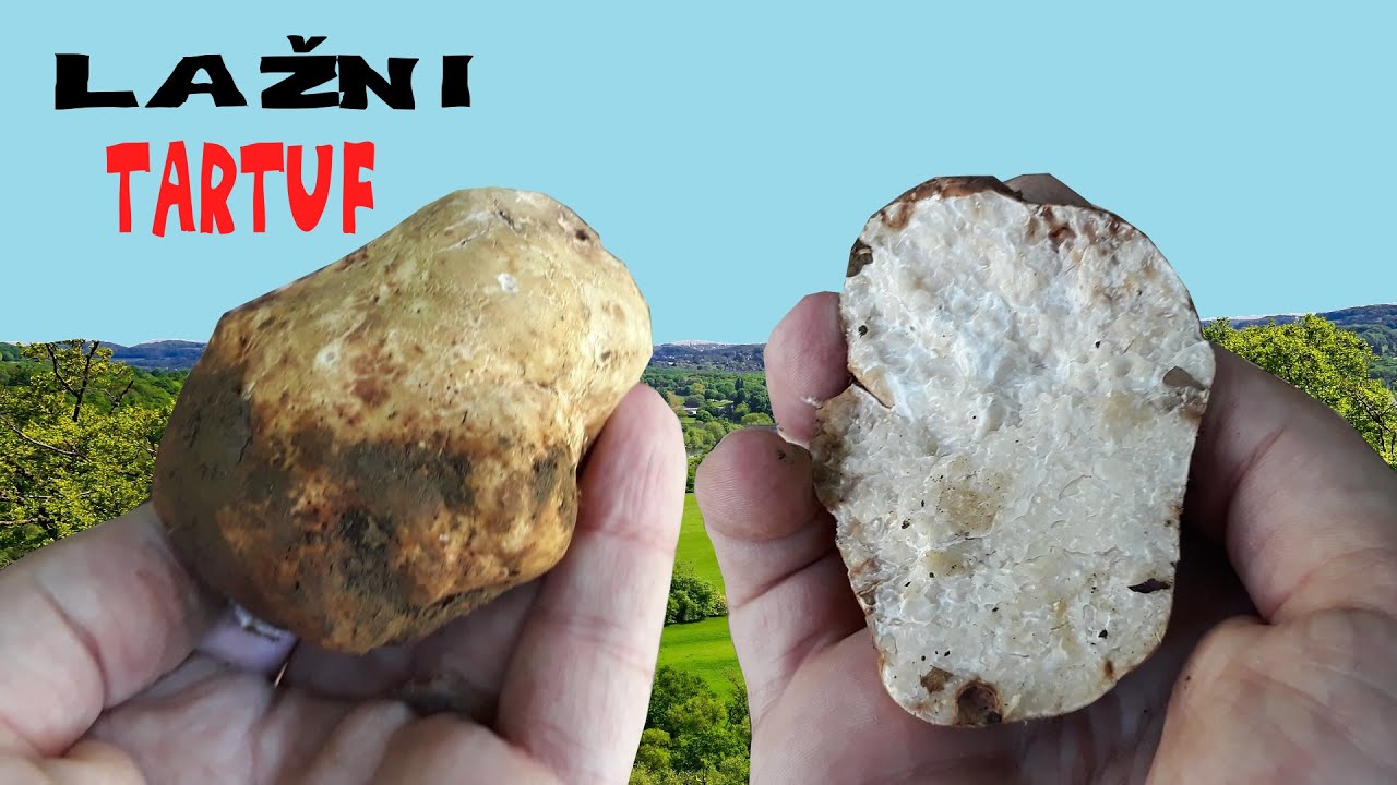 Lažni Tartuf / Svinjski Tartuf / Vijugava mirisnica - Lat. Choiromyces meandriformis
