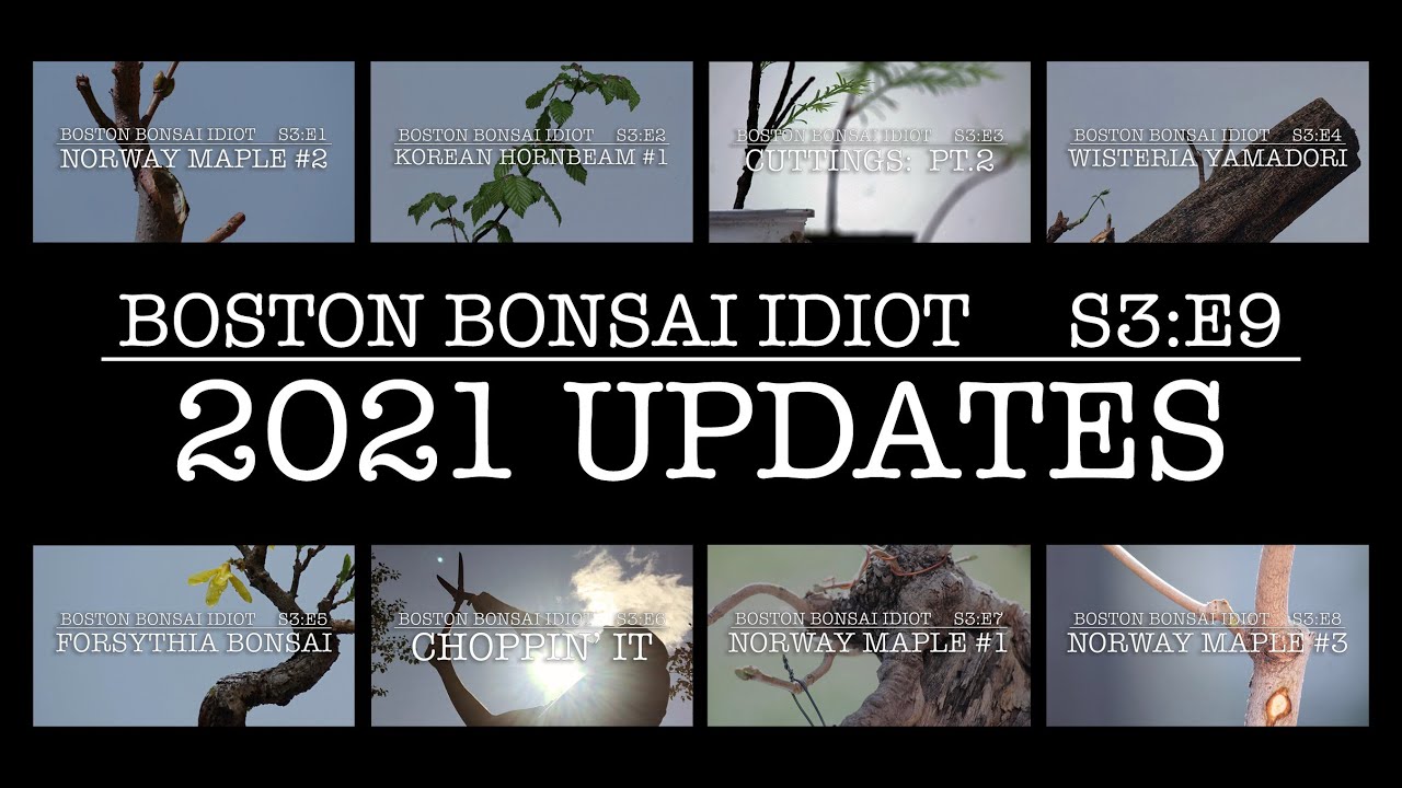 S3.E9__2021 BONSAI PROJECT UPDATES!