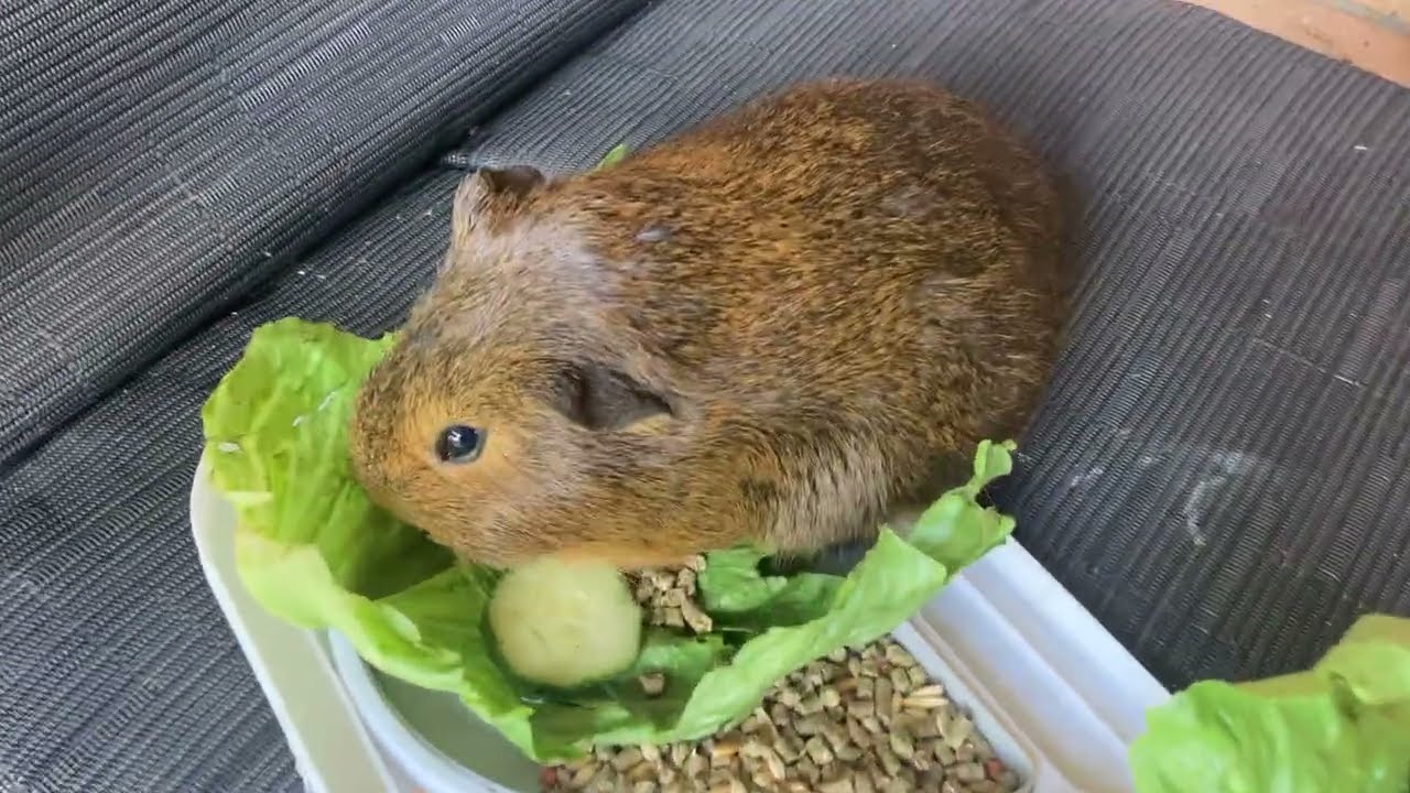 Blackie steals Brownie's lettuce