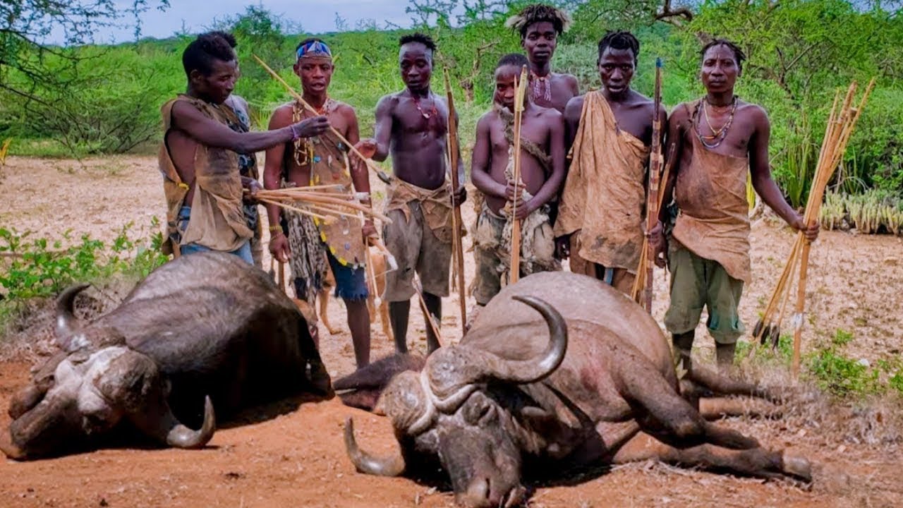 HadzabeTribe Hunt And Catch BIGGEST BUFFALO / Cook Delicious Meat  / Food Daily Life 