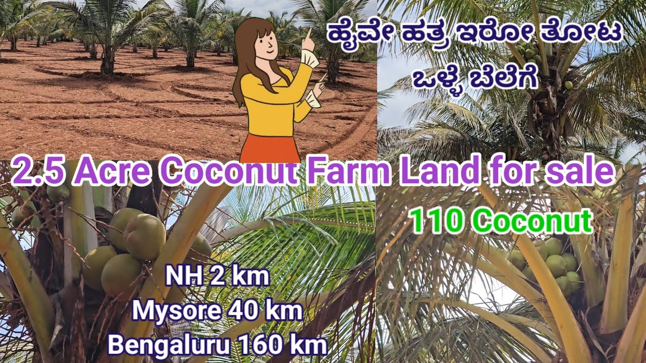 #soldout 2.5 Acre Coconut farm land for sale 110 Coconut 2 km NH 40 km Mysore 160 km Bengaluru 
