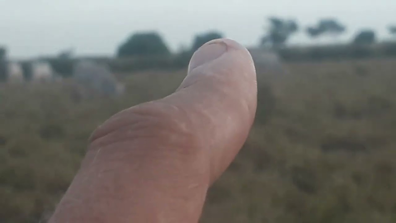 Dia a dia na roça 