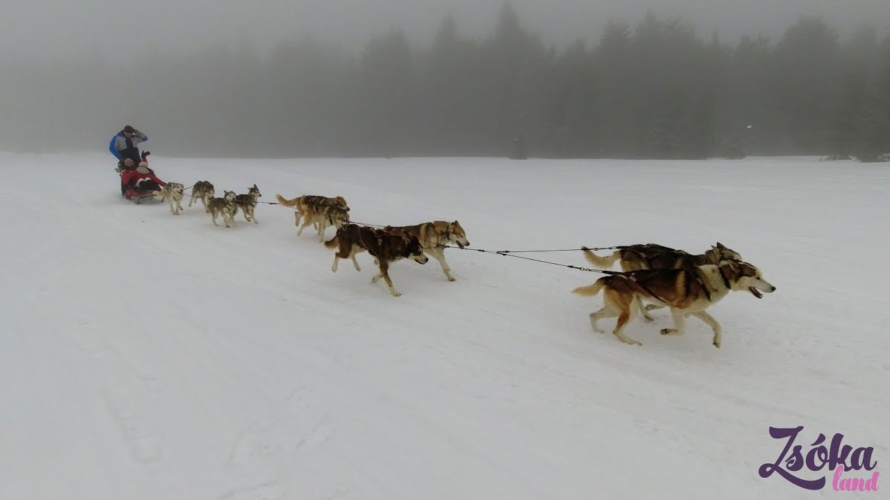 Kutyaszánnal a Bucsin-tetőn, Erdélyben | Dog sled ride on Mt. Bucin in Transylvania