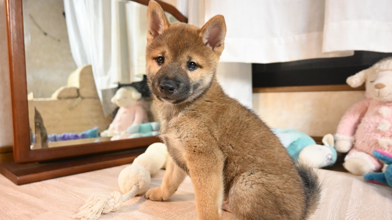 謎の視線が気になる柴犬の子犬です♬