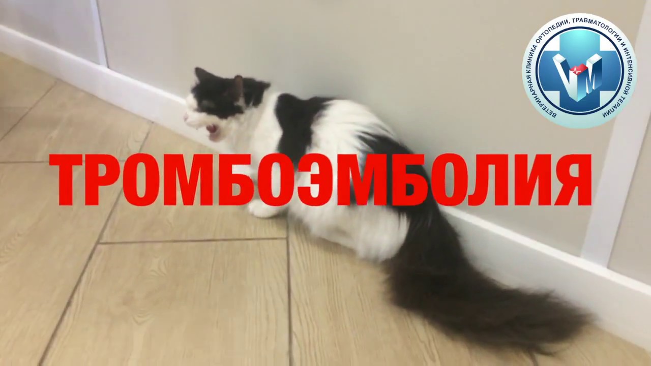 Артериальная Тромбоэмболия