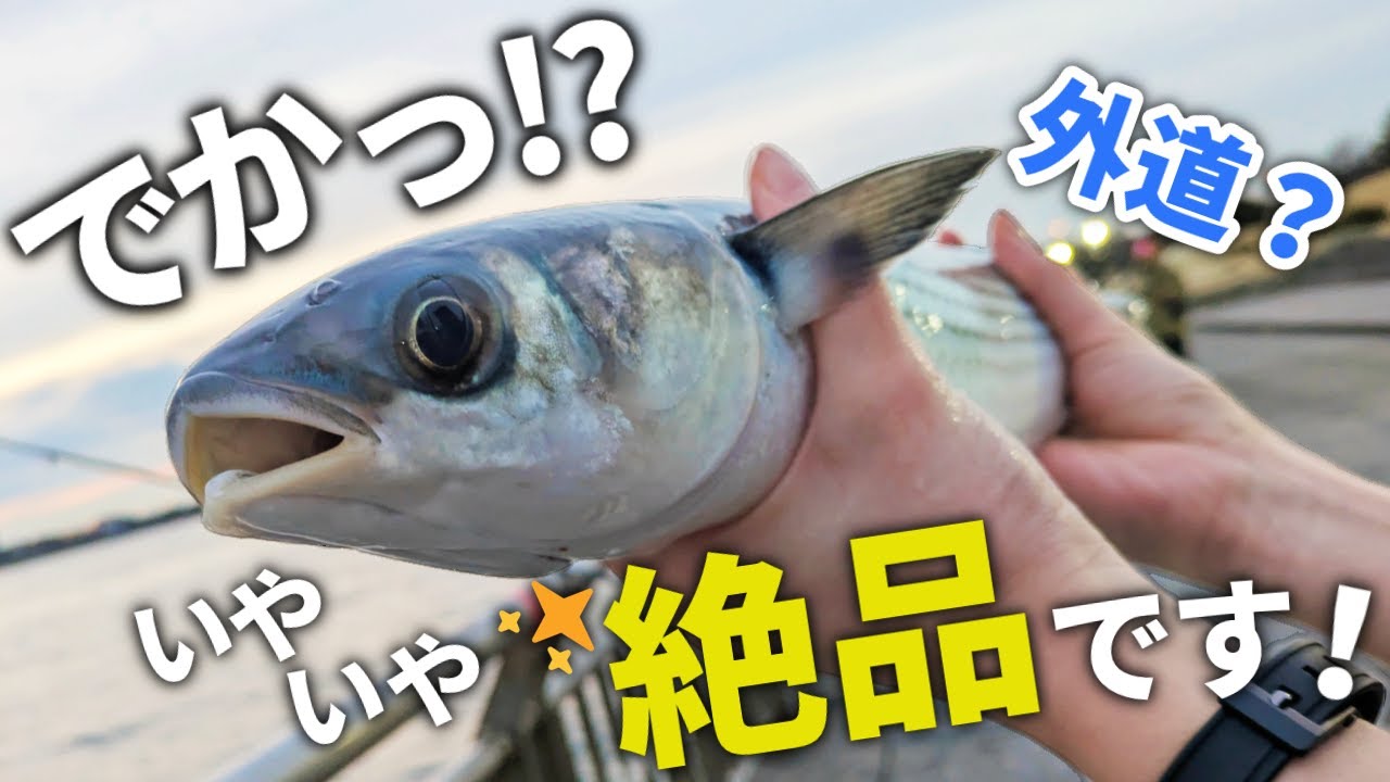 まさかの美味しさ!?サビキ釣りの巨大な外道を食べてみた【東扇島西公園】
