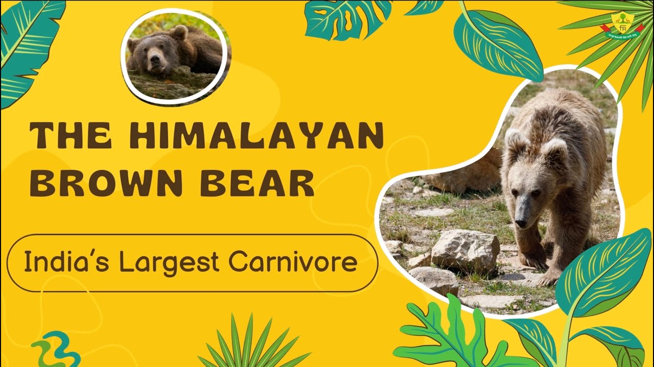 Did You Know? The Himalayan Brown Bear is India's Largest Carnivore! 🐻❄️
