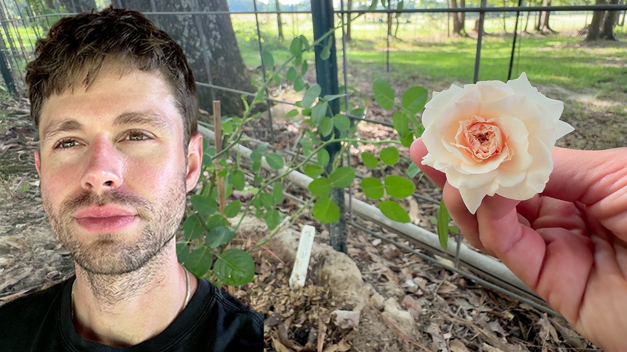 Building my DREAM Climbing Rose Wall 🌹🌹🌹