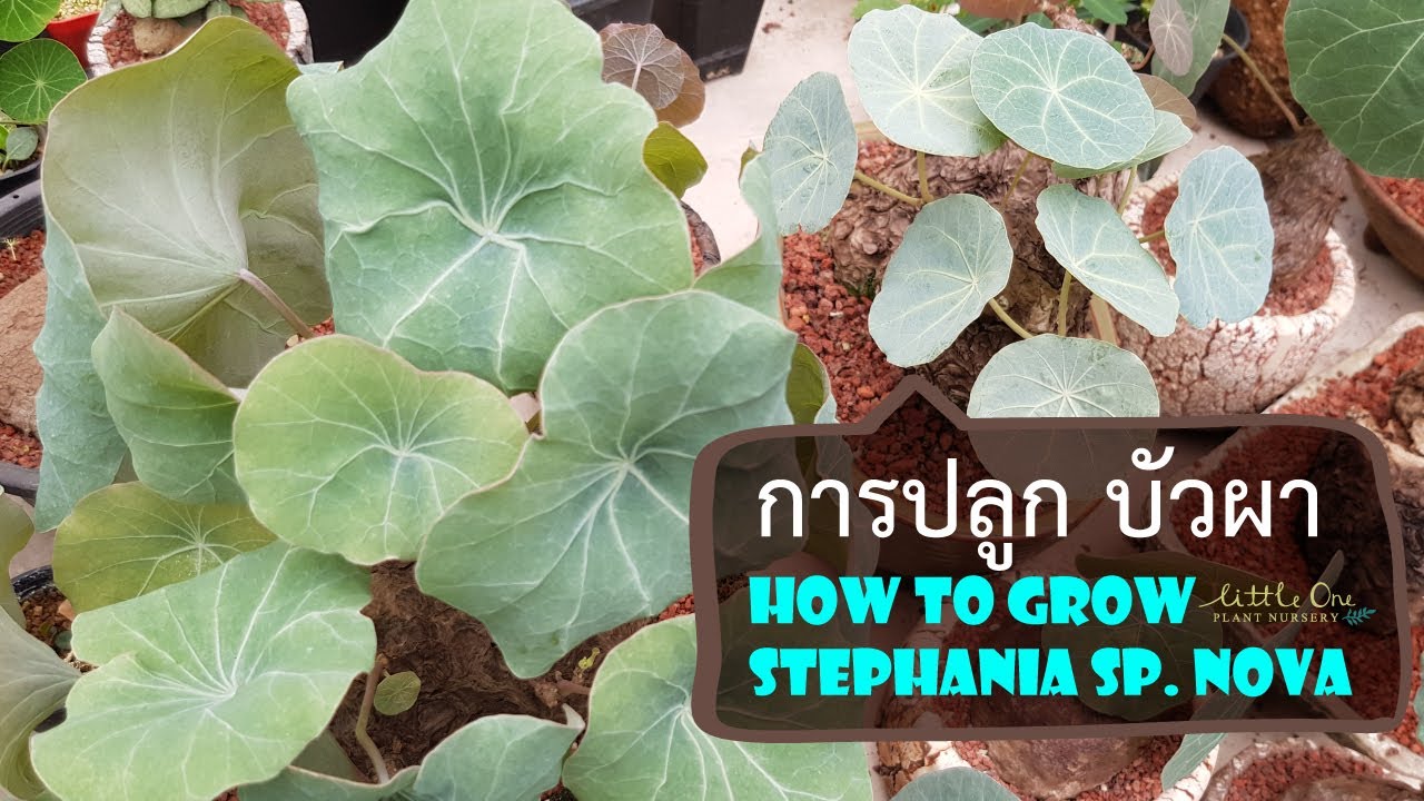 การปลูกบัวผา How to grow Stephania sp. nova