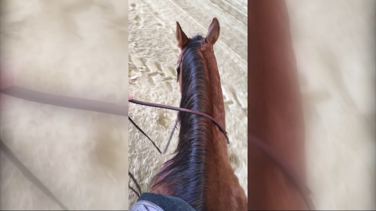 Riding with one hand (western riding)