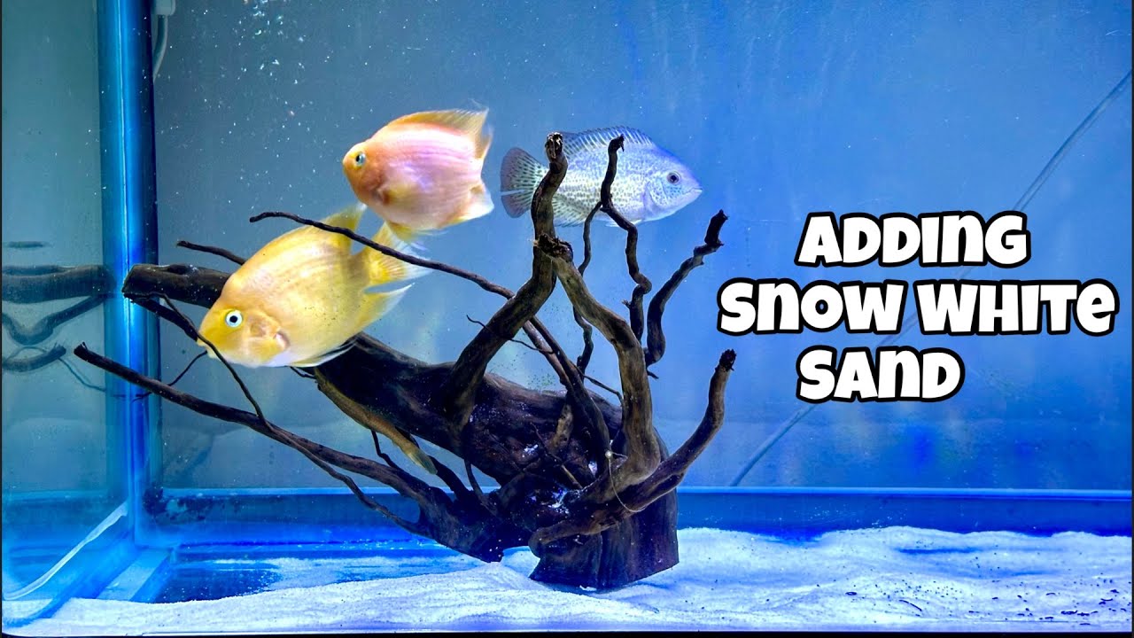 Adding Snow White Sand to My 2.5 Ft tank | Parrot & Vieja Fish Setup Update | Cichlid Tank Makeover