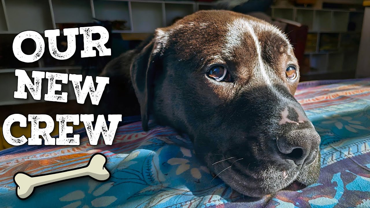 We adopted a dog! Will he love wide beam narrowboat life? | Ep 394