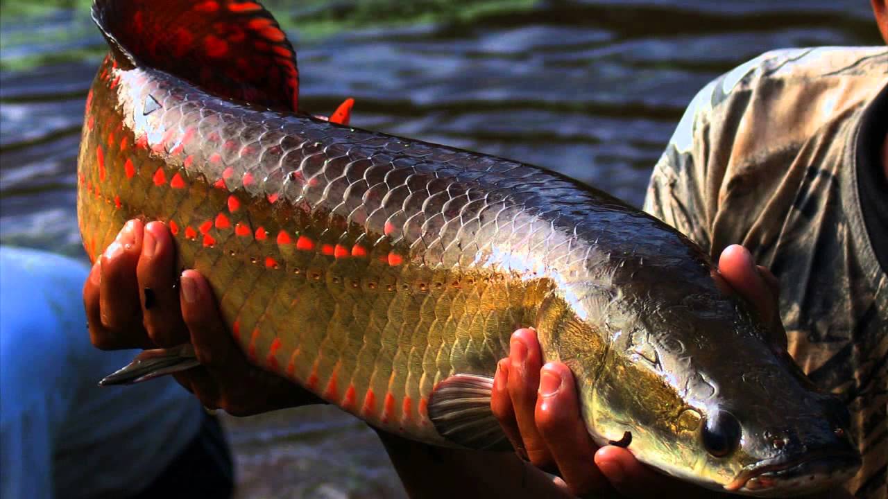 Pacaya - Samiria La selva encantada