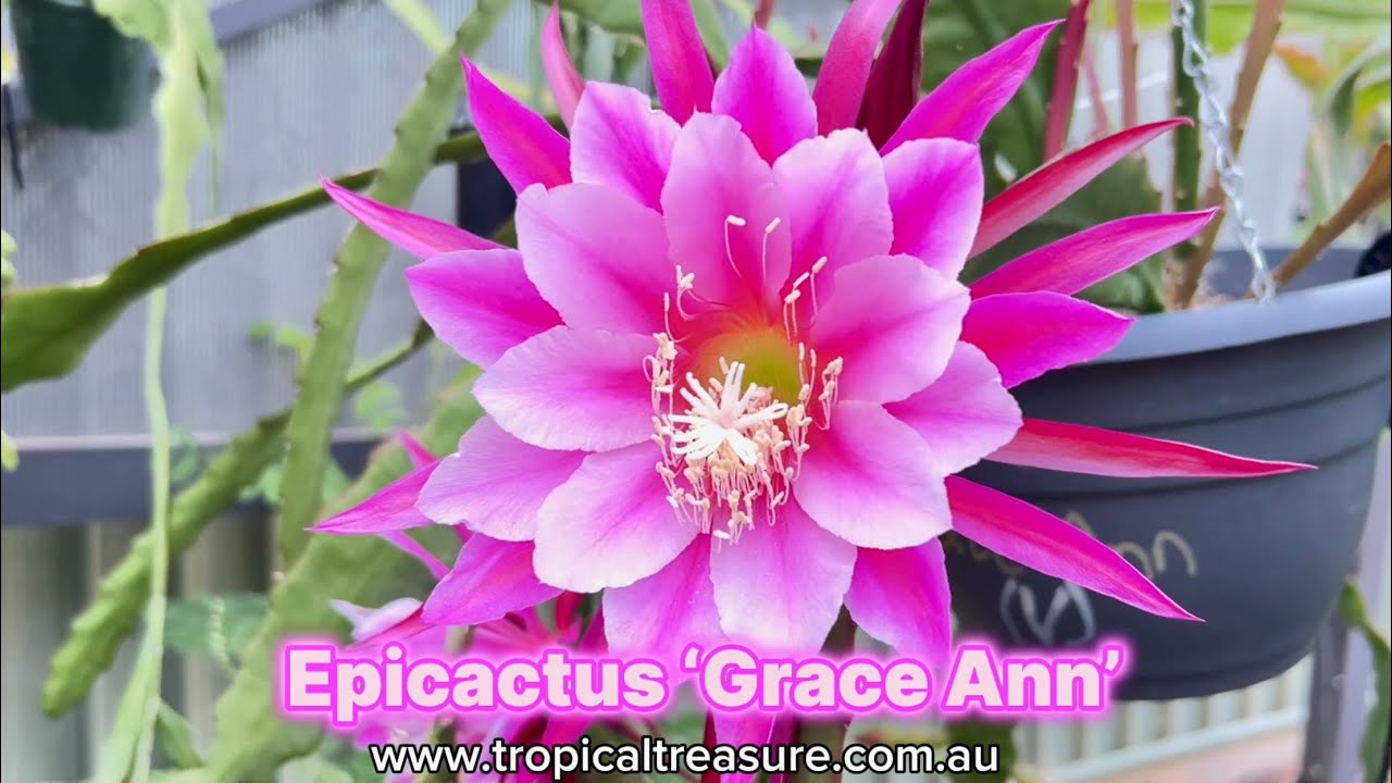 Epicactus &lsquo;Grace Ann&rsquo;