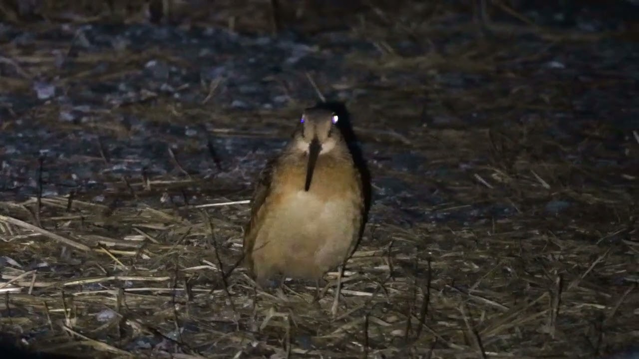 I Found an American Woodcock!