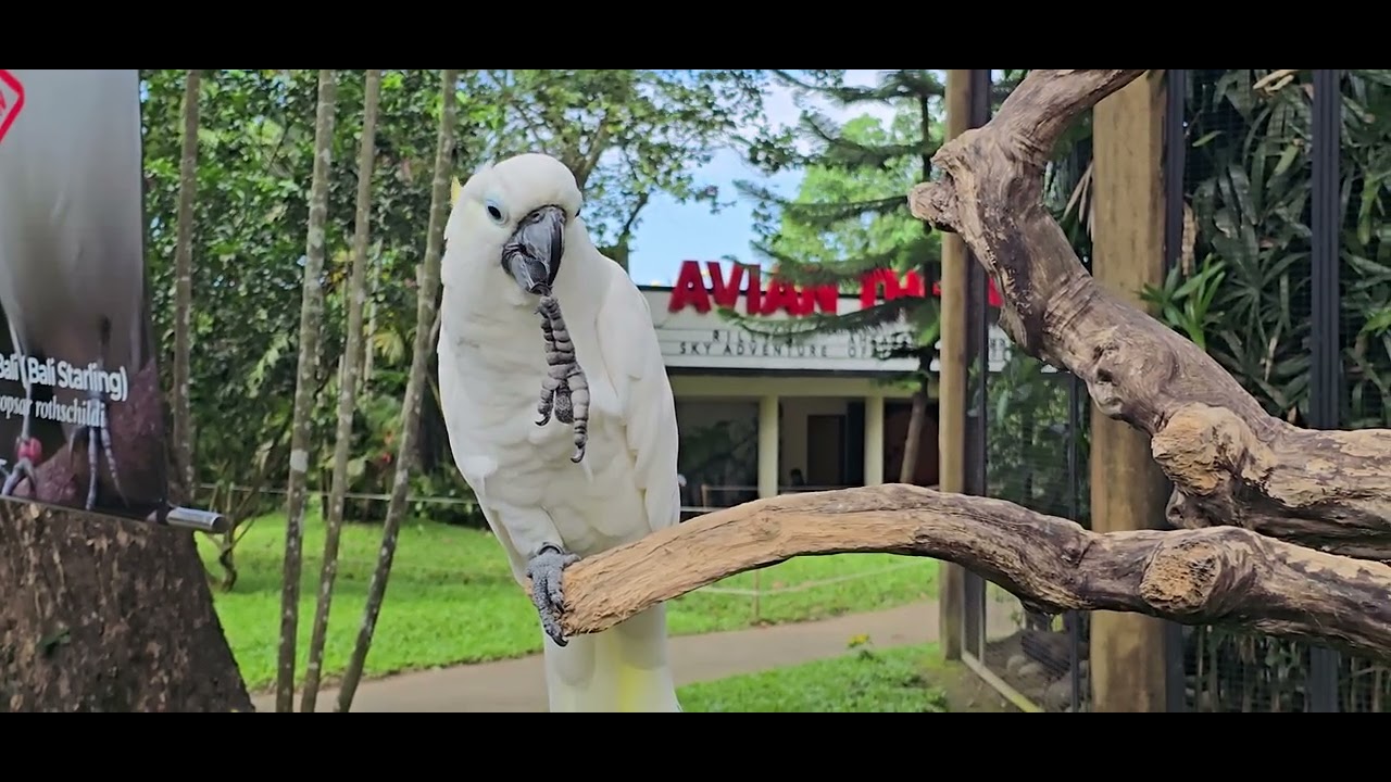 Bali Bird Park @BaliIndonesia July-august 2025