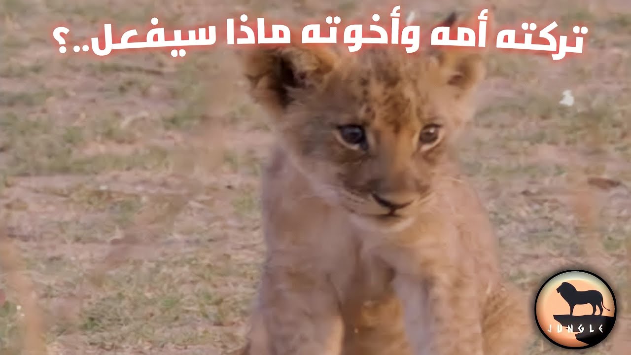 وثائقي..قصة الشبل التي أبكت الجميع / الشبل الصغير الذي تركته امه ورفضت أن ترضعه