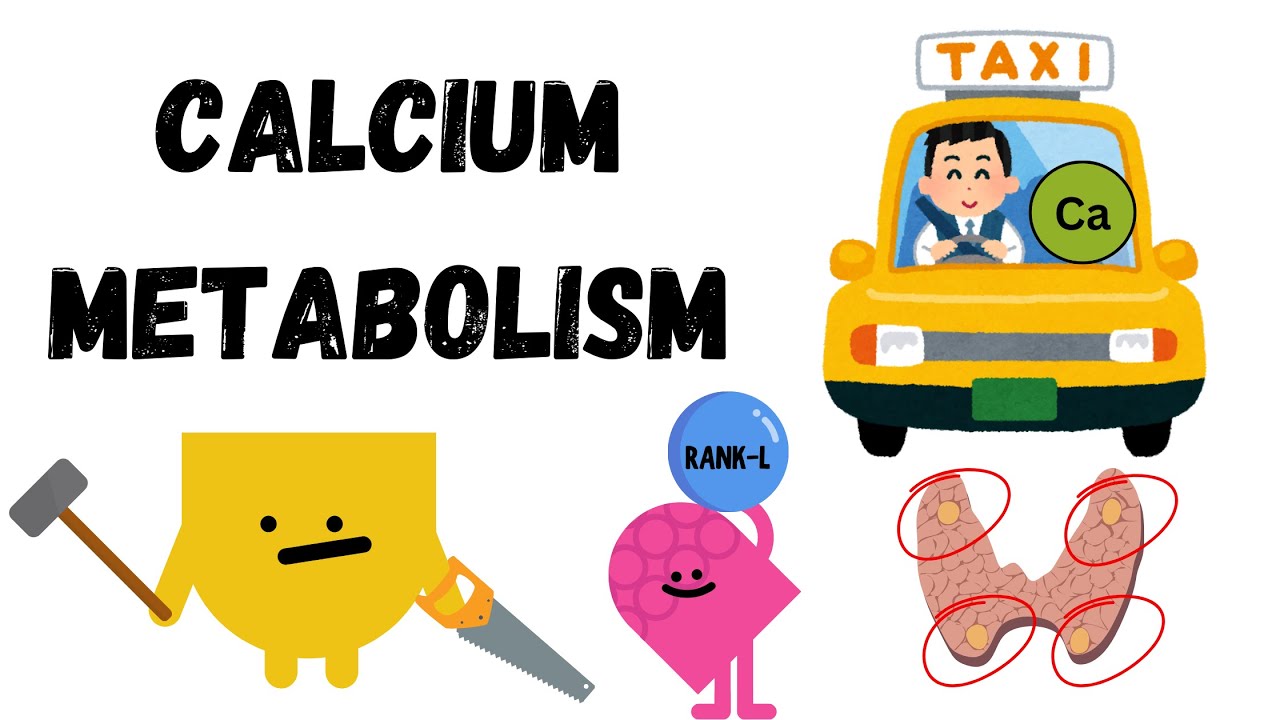 Parathyroid hormone, Vitamin D & Calcitonin in Calcium Regulation