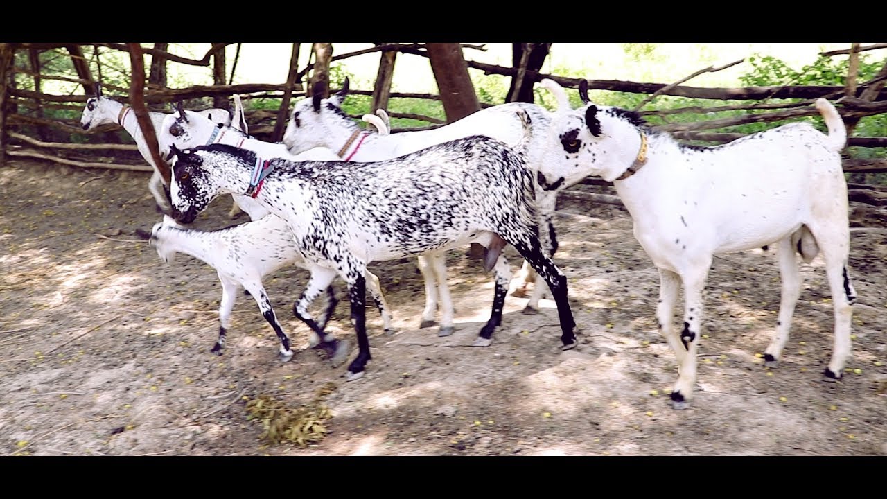 Most Cute Goats in the World | Buri Goat Farming | Sindh Bari Nasul