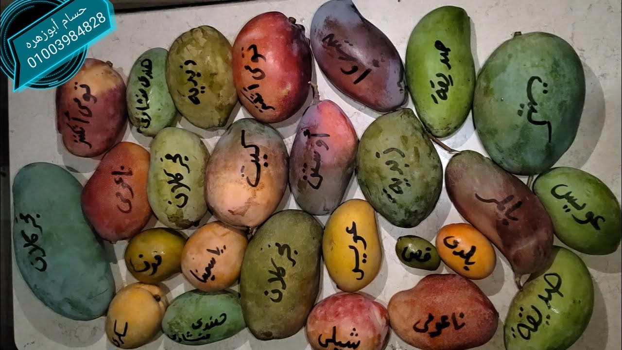 عاوز تعرف مواعيد النضج المظبوطة لأنواع المانجو المحلى والمستورده فى مصر شوف الفيديو ده#حسام_أبو_زهرة