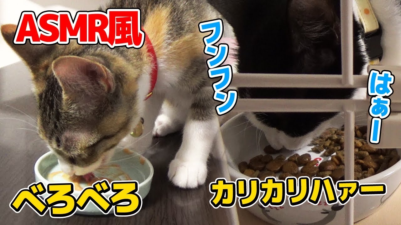 ちゅ～るべろべろとご飯カリカリASMR風：おつたま6日目